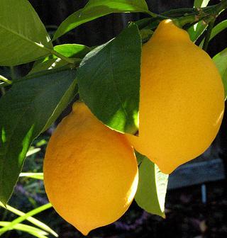 купить лимон меера (Meyer Lemon, Citrus x meyeri) почтой