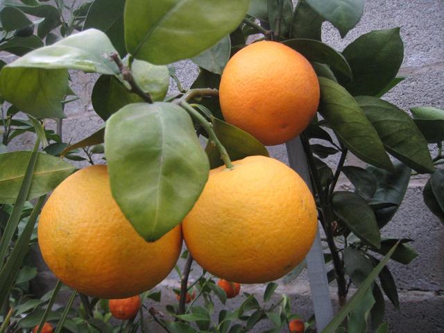 Апельсин ванилио сангвино (аранцо дольче)